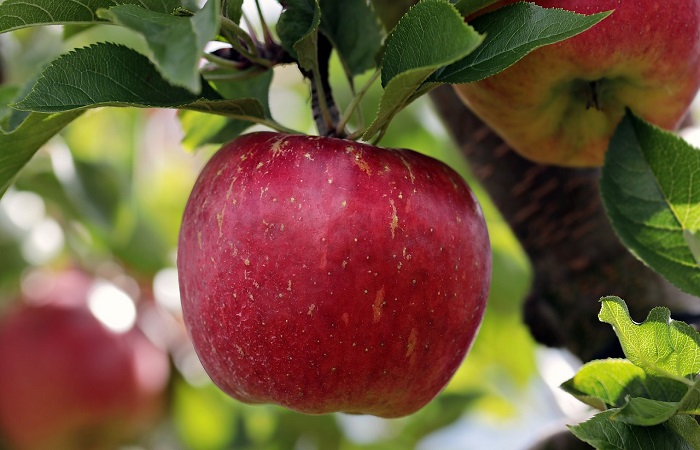 Apple a Magical Fruit | Apple Benefits For Health - ShoutForWisdom